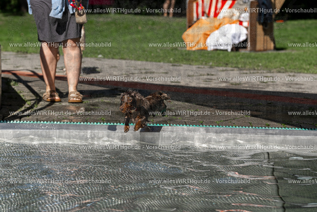 Hundeschwimmen_Volksbad_2026-allesWIRTHgut_Tierfotografie-2609061339-FAY06801 | Professionelle Tierfotografie in Mönchengladbach von Daniel Wirth (allesWIRTHgut). Liebevolle & natürliche Bilder von Hunden & Katzen für unvergessliche Erinnerungen.