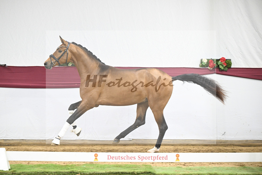 Kat-Nr. 45 Velvedere x Goldberg_Franz-Josef Kleinekoerdt_47251585 | hf-fotografie - Realisiert mit Pictrs.com