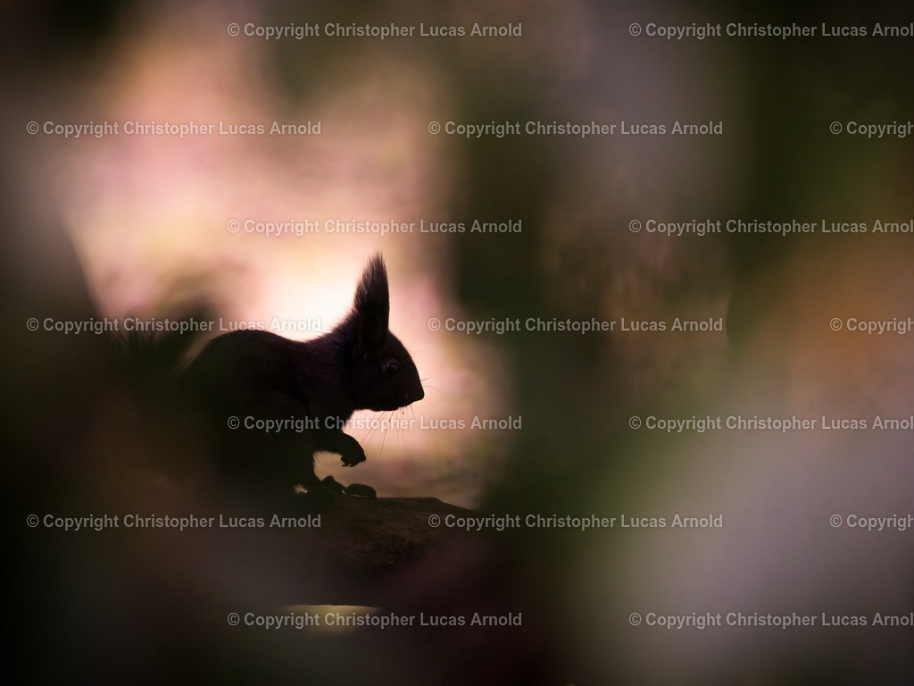 Eichhörnchen im Rhododendron | bildkomponist - Realisiert mit Pictrs.com