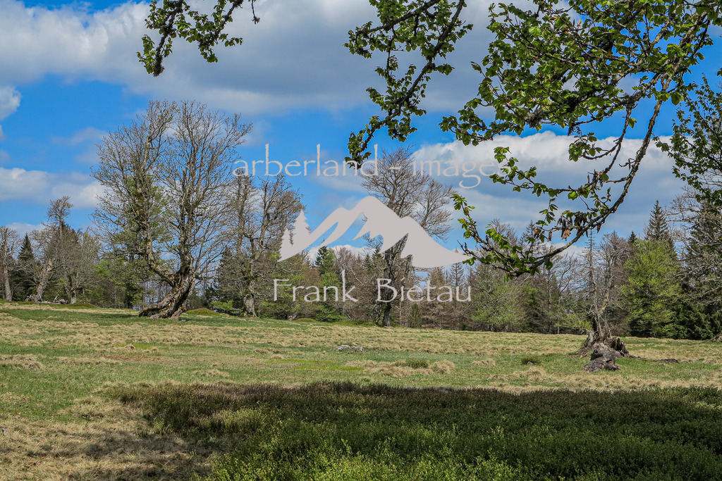 IMG_2096 | Kohlschachten