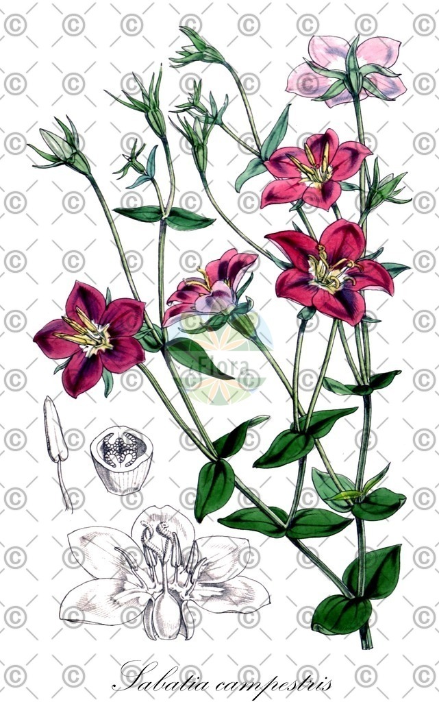 HistAbb_wfo-0001133328_1_ENZY_Simple | Historische Abbildung von Sabatia campestris - Gentianaceae | Historical Illustration of Sabatia campestris - Gentianaceae