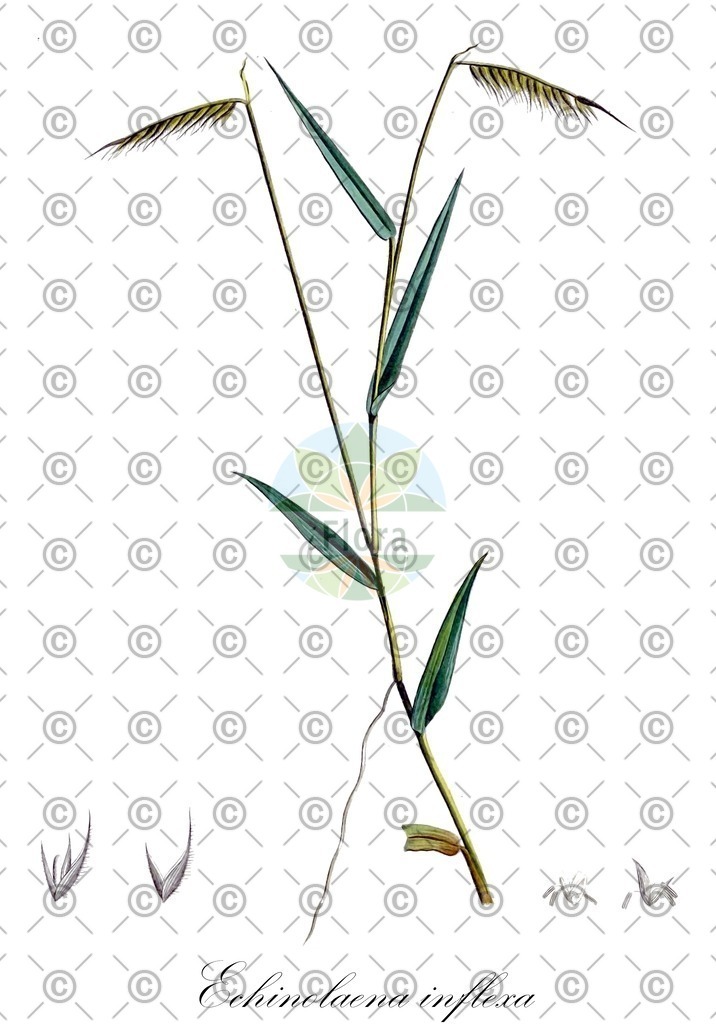 HistAbb_EMP_107406_3_FloraD_Simple | Historische Abbildung von Echinolaena inflexa - Poaceae | Historical Illustration of Echinolaena inflexa - Poaceae