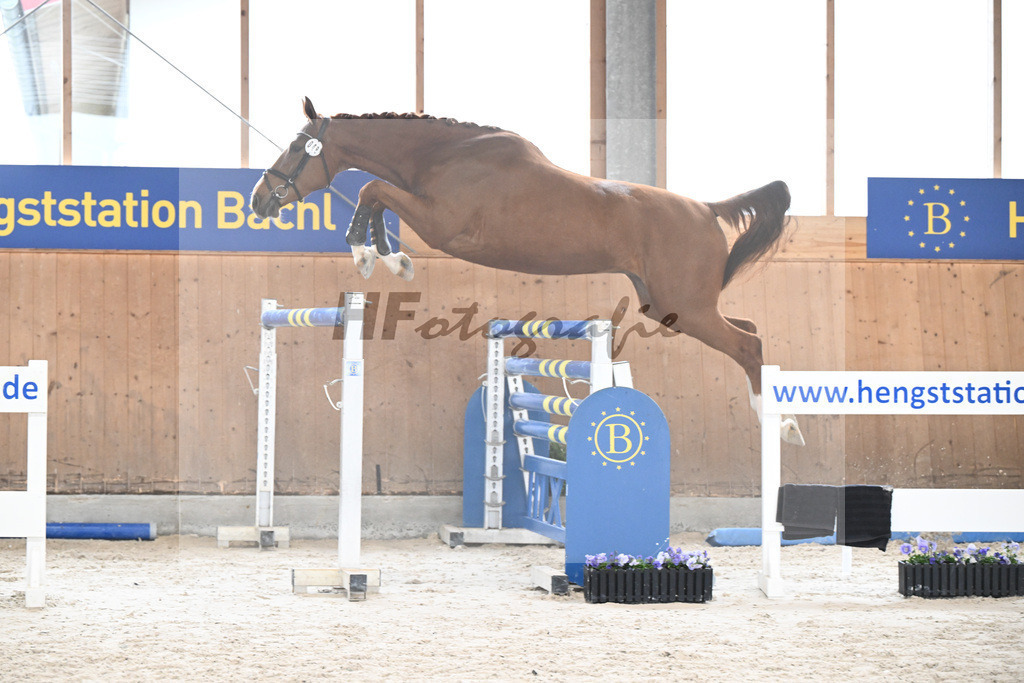 Kat-Nr. 48 Urban Roi v h Maxenhof v. Aganix Du Seigneur_Munoz_7240341 | hf-fotografie - Realisiert mit Pictrs.com