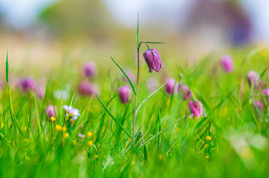 2022_04_30_SCHACHBLUMEN_DSC1686 | Hochwertig gedruckte Fotografien für die Wand, als Kalender und zum Verschenken. Hamburg & Norddeutschland und überall wo ich mit der Kamera unterwegs war.