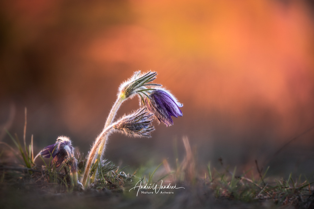 Kuhschelle (4) | Andre Wandrei - Nature Artworx - Realisiert mit Pictrs.com