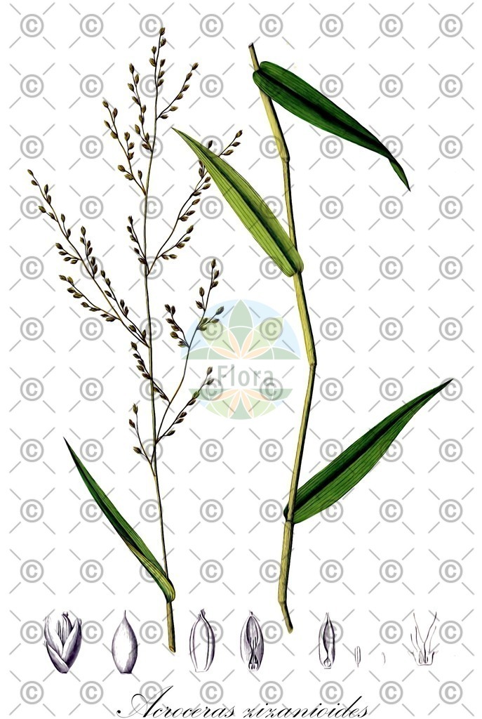 HistAbb_wfo-0000841421_1_ENZY_Simple | Historische Abbildung von Acroceras zizanioides - Poaceae | Historical Illustration of Acroceras zizanioides - Poaceae