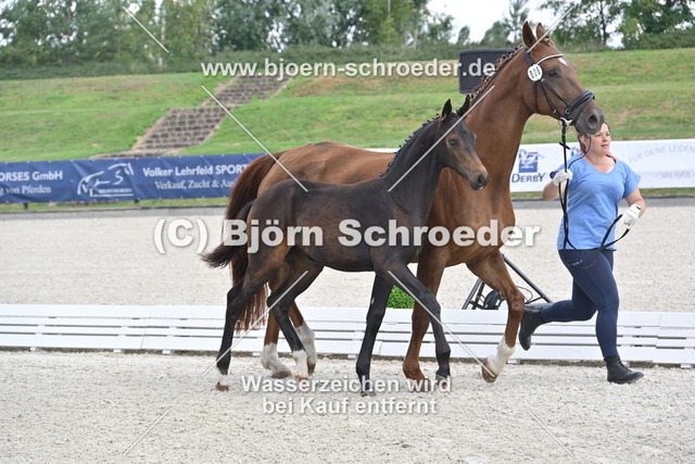 26_Lord Charmeur - Fidertanz_935_1763 | Björn Schroeder Pferdefotografie