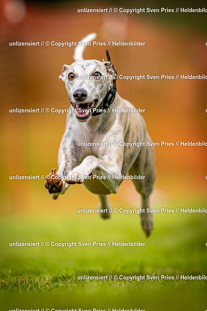 Sven Pries | 2024-09-22 - Hunderennen Baden-BadenPudelverein - Realisiert mit Pictrs.com