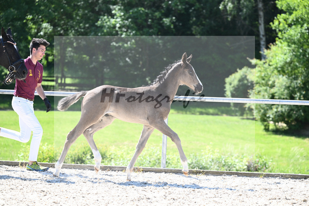 Kat-Nr. 11 HF Ellis_Kloessinger_16230239 | hf-fotografie - Realisiert mit Pictrs.com