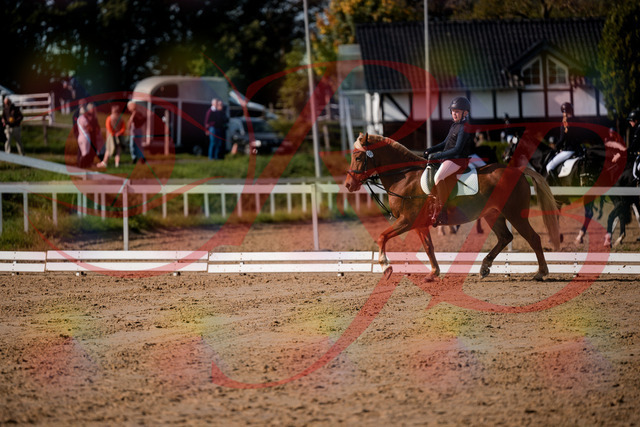 2026_10_03_Siefer-Hof_120144_Z63_34365692 | Professionelle Reitsport-, Turnier- und Eventfotografie von Robert Broda. Galerien mit ausgewählten und bearbeiteten Bildern direkt online ansehen und bestellen.