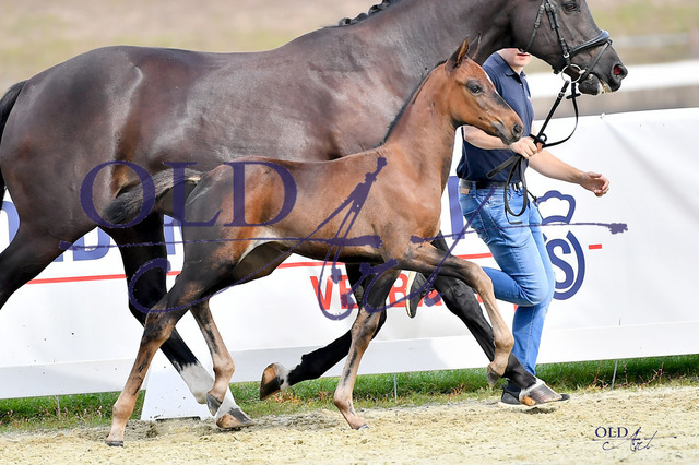 14 DE433330400923 FRE Federer - San Riant - Florencio I_DSC_0018 Kopie | <meta name="description" content="★Offizieller Merchandise und Foto-/Videostore des Oldenburger Verbandes.★ ✅Jetzt auch digital Ausdrucke erhältlich." />
<meta name="keywords" content="Merchandise Foto-/Videostore Oldenburger Verband Photographie 