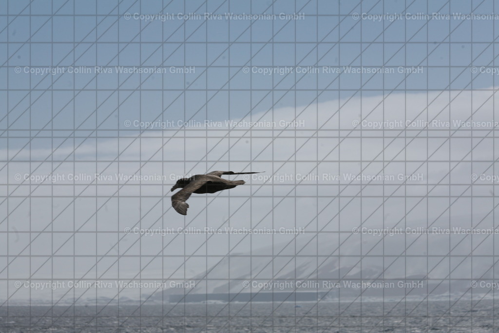 IMG_9053 | Antarktis / Antarctica - Realisiert mit Pictrs.com