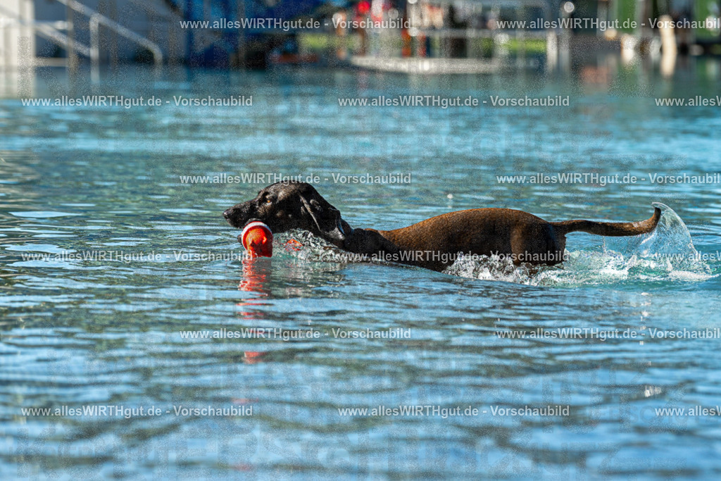 Hundeschwimmen_Volksbad_2026-allesWIRTHgut_Tierfotografie-2609061035-094537-7R509029 | Professionelle Tierfotografie in Mönchengladbach von Daniel Wirth (allesWIRTHgut). Liebevolle & natürliche Bilder von Hunden & Katzen für unvergessliche Erinnerungen.