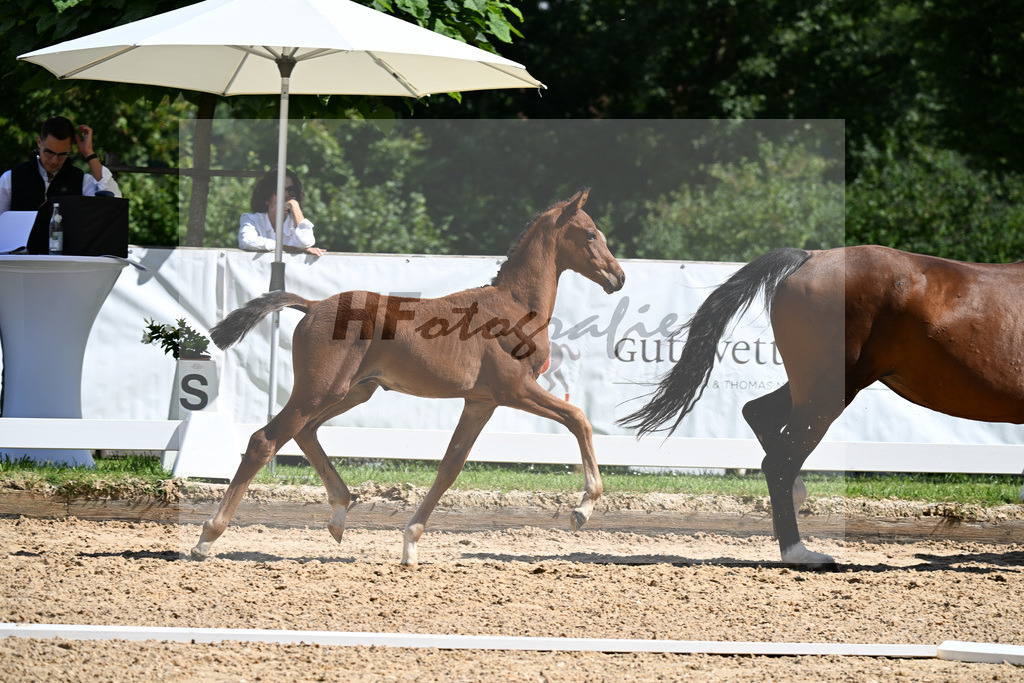 Kat-Nr. 48 Viva Gold x Ampere_HF_Lechl_29251381 | hf-fotografie - Realizzato con Pictrs.com