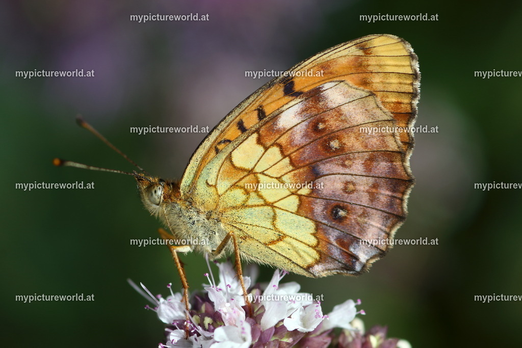 Brenthis daphne-016 | Das Bilderarchiv über Tiere, Planzen und Landschaften. In der Bilddatenbank finden Sie ein große Auswahl an hochwertigen Bilder für Ihre Werbung - Realisiert mit Pictrs.com