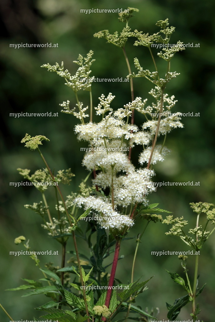 Echtes Mädesüß-001 | Das Bilderarchiv über Tiere, Planzen und Landschaften. In der Bilddatenbank finden Sie ein große Auswahl an hochwertigen Bilder für Ihre Werbung - Realisiert mit Pictrs.com