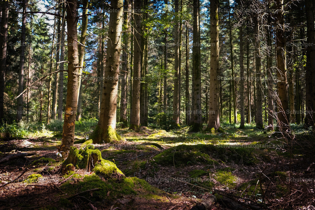 Wald mit Moosboden | Wald mit Moosboden - Realisiert mit Pictrs.com