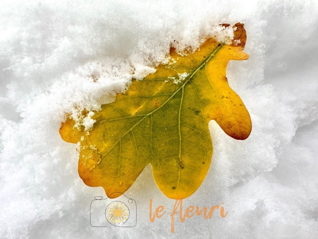 Eichenblatt im Schnee | Dies ist der Shop von Florian Blum - le fleuri. Langenthal, Bern, SchweizSie können hier meine oder ihre eigenen Fotos als Fotoprodukte kaufen. Tassen, Schlüsselanhänger, Taschen etc. können Sie hier gestalten.  - Realisiert mit Pictrs.com