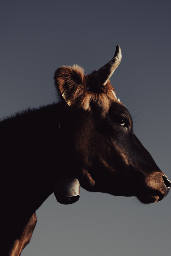 Die Kuh | Ich bin ein Fotograf aus Berlin und fotografiere aus Spaß an der Freude :) Meinen Motiven setze ich keine thematischen Grenzen. Somit bin ich beispielsweise in der Tierfotografie, Landschaftsfotografie, Sportfotografie sowie Streetphotography anzutreffen.
