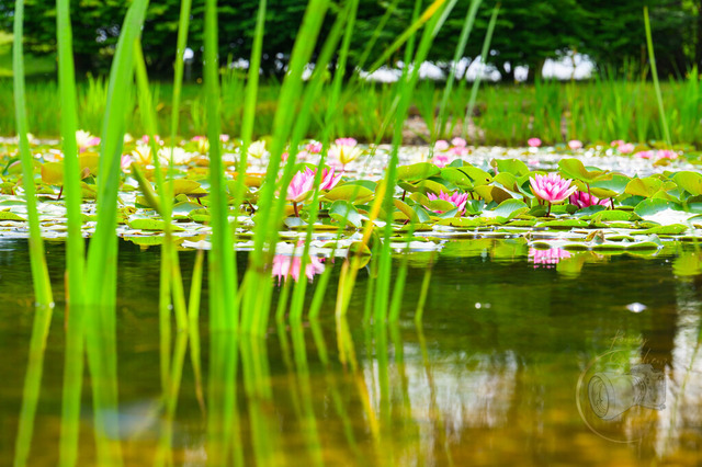 Seerosen in der Teichlandschaft im Findlingpark Nochten | Shop für Prints Landschaftsfotografie Sächsische Schweiz Naturfotografie in Thüringen Fotos vom Findlingspark Nochten Kloster Sankt Marienstern Bilder Festung Königstein PanoramaRhododendronpark Kromlau FotogalerSchleswig-Holstein Küstenlandschaften