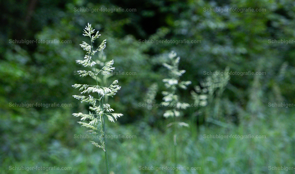 Gräser | Gräser - Realisiert mit Pictrs.com