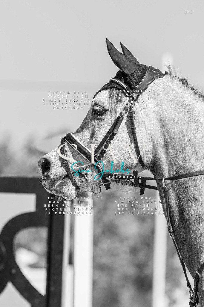 IMG_1024 | s-jay-photography - Realisiert mit Pictrs.com