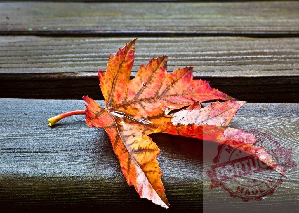 Autumn maple leaf resting on dark wood planks | Maple leaf showing vibrant fall colors resting on a weathered wooden surface - Realisiert mit Pictrs.com
