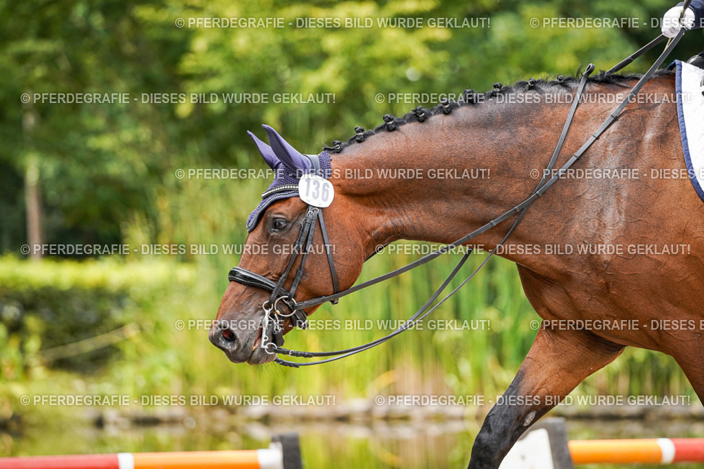 DSC05295 | Pferdegrafie