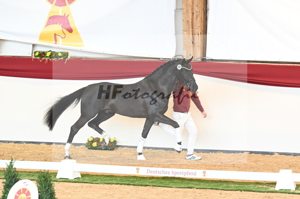 Kat.-Nr. 65 v. Springbank II VH_Reichert_2240819 | hf-fotografie - Realisiert mit Pictrs.com