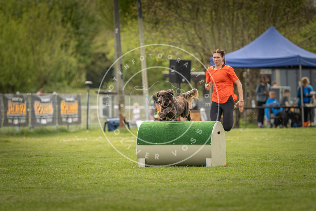 Pfotenfotografie_DV3A6830 | Hundefotografie, Tierfotograf, Pfotenfotografie, Fotoshooting Hund, Hunde Portrait, Hundesport, Hundeportraits, Heideshooting, Hunde, Sportfotograf, Hundefotograf, Turnierhundsport, THS,  - Realisiert mit Pictrs.com