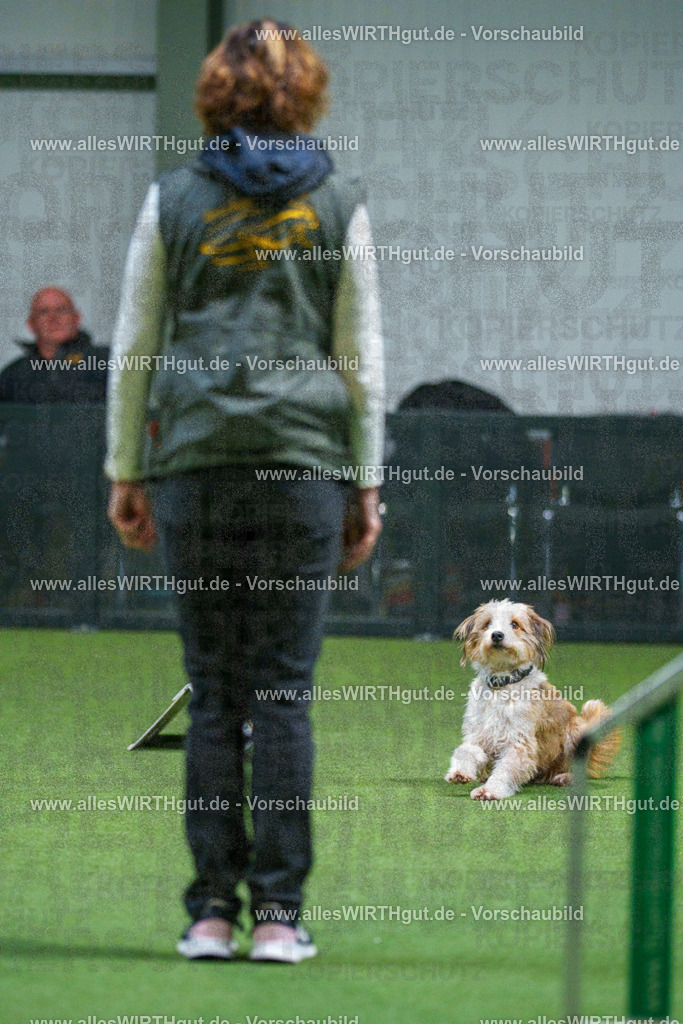 7R503403 | Professionelle Tierfotografie in Mönchengladbach von Daniel Wirth (allesWIRTHgut). Liebevolle & natürliche Bilder von Hunden & Katzen für unvergessliche Erinnerungen.