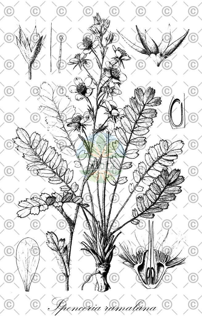 HistAbb_EMP_102452_SRC_Lindman_1901-1905_FLORAD_SIMPLE | Historische Abbildung von Spenceria ramalana - Rosaceae | Historical Illustration of Spenceria ramalana - Rosaceae
