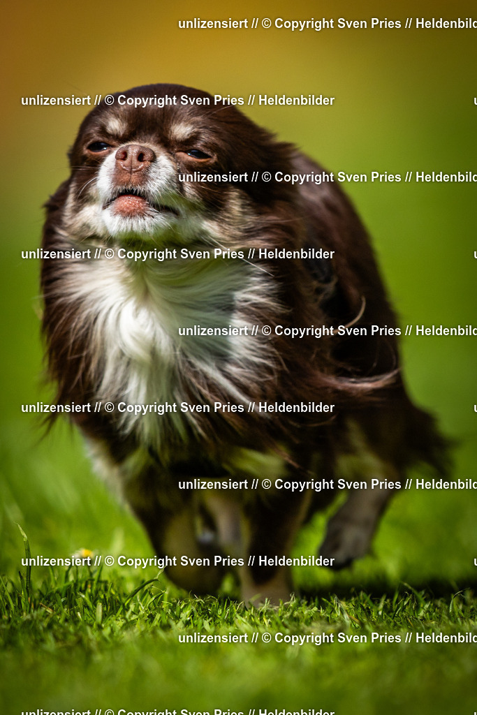 Sven Pries | 2025-04-13 - Hunderennen Baden-Baden - Realisiert mit Pictrs.com