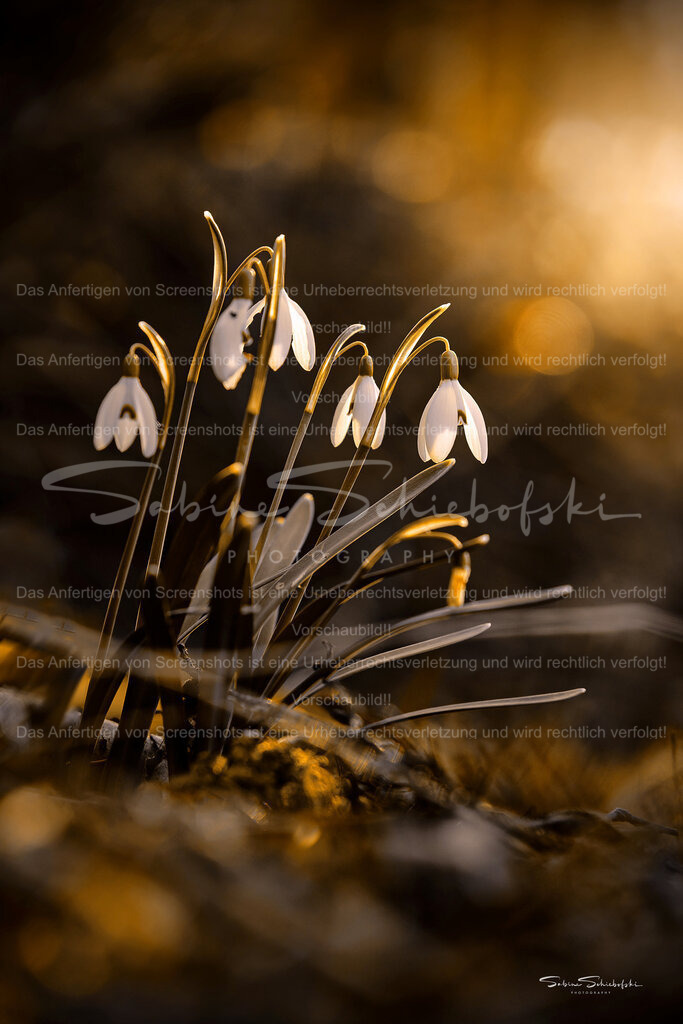 Schneeglöckchenliebe | eine kleine gruppe von schneeglöckchen im magischen abendlicht mit bubble bokeh - Realisiert mit Pictrs.com
