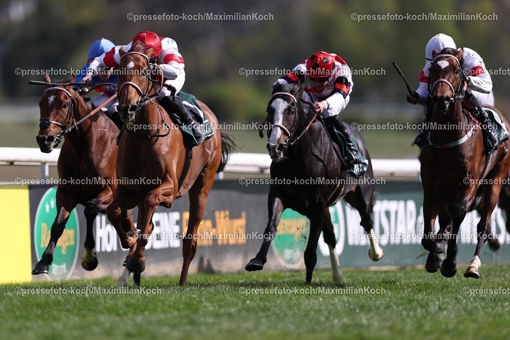 Koe06042699002 | Lordano siegt unter Sibylle Vogt im Engel &amp; Völkers Grand Prix Aufgalopp, Listenrennen  am 06.04.2026 Renntag in Köln. Copyright by Marc Ruehl - Veroeffentlichung nur gegen Honorar (zzgl.MwSt), Namensnennung und Beleg, Bank Routing Number: BIC GENODED1PAF, Bank Account Number: IBAN DE04 3706 2600 1201 6180 17, Steuer-Nr.: 203/5266/0306, Ust_Id_Nr.: De 122081417, Zur Gaulshuette 29, 50181 Bedburg, Phone: +49-(0)2272-83351, www.marcruehl.com, info@marcruehl.com, No Model Release, Abtretung von Persoenlichkeitsrechten der abgebildeten Person/Personen liegen nicht vor. Speichern in Bilddatenbanken oder Vervielfaeltigung ist ohne schriftliche Genehmigung nicht gestattet.