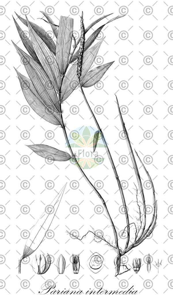 HistAbb_wfo-0000817750_1_ENZY_Simple | Historische Abbildung von Pariana intermedia - Poaceae | Historical Illustration of Pariana intermedia - Poaceae