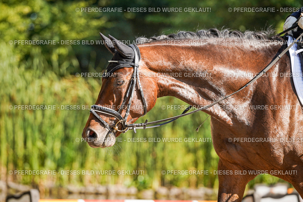 DSC09768 | Pferdegrafie