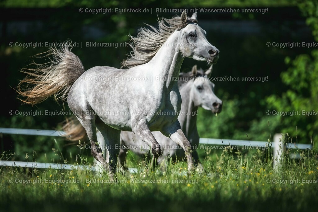 20210617_Araber_Marbach_Koppel_0062 | Foto: Thomas Hartig