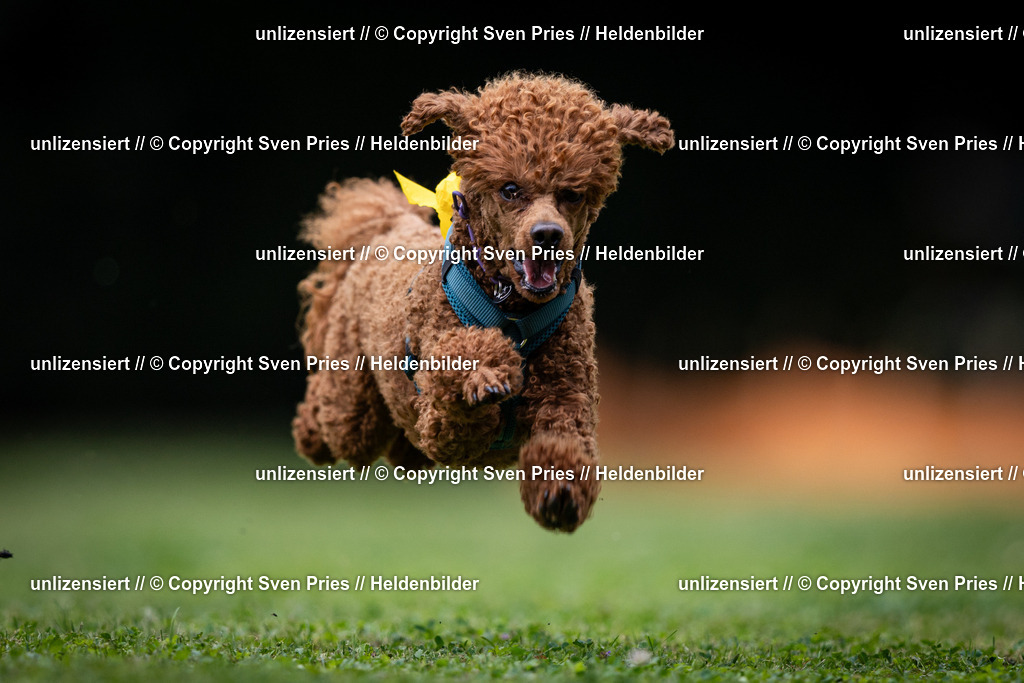 Sven Pries | 19. Allgemeines Hunderennen Karlsruhe Durlach - Realisiert mit Pictrs.com