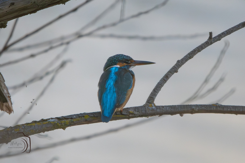 Eisvogel | Holzisphotography, Landschaftsfotografie, Wildlifefotogorafie - Realisiert mit Pictrs.com