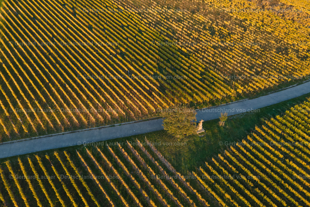 WEI0022 | Weinberg auf der Weininsel bei Sommerach