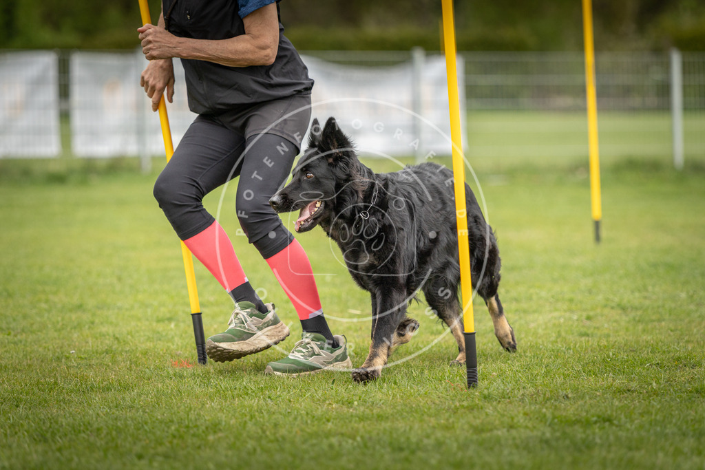 Pfotenfotografie_DV3A0352 | Hundefotografie, Tierfotograf, Pfotenfotografie, Fotoshooting Hund, Hunde Portrait, Hundesport, Hundeportraits, Heideshooting, Hunde, Sportfotograf, Hundefotograf, Turnierhundsport, THS,  - Realisiert mit Pictrs.com