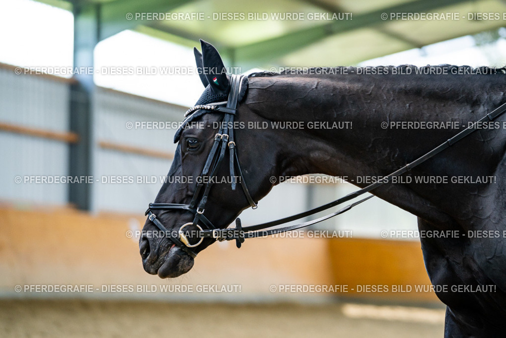 DSC05989 | Pferdegrafie