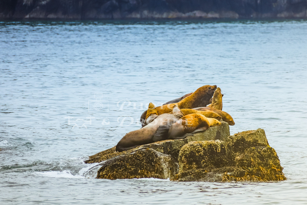 IMG_5043 | Erleben Sie den Zauber des Mittelrheins und entdecken Sie die atemberaubende Auswahl an Fotos und Bildern bei Rheinfotos. Wir bieten eine vielfältige Auswahl an Produkten wie Poster, Karten, Sticker, Textilien und Geschenkartikeln und Fototouren. - Realisiert mit Pictrs.com