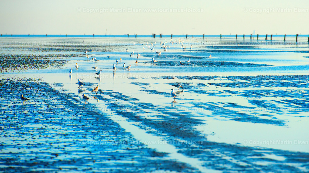 Cuxhaven Möwen_ELS_82212400716260716 | Fotos aus den Touristenorten aus Norddeutschland. - Realisiert mit Pictrs.com