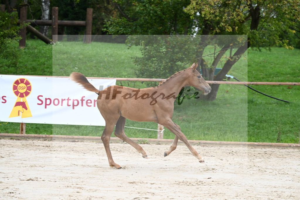 Kat-Nr. 2 SF Benicio_Schneider_25230048 | hf-fotografie - Realizzato con Pictrs.com