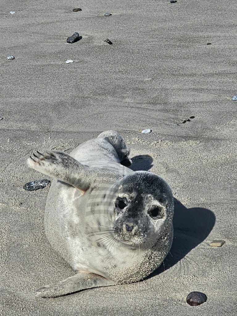 20240410_163424 | Nordseeauge Onlineshop Nordseebilder Nordseeshop Nordseefotos Nordseeurlaub Nordseeerleben Nordseemomente UrlaubfuerzuHause Meerbilder Strandurlaub Acrylglasbilder Leinwandbilder Nordseekleidung Nordeefanartikel Nordseegeschenke Geschenkeshop - Realisiert mit Pictrs.com