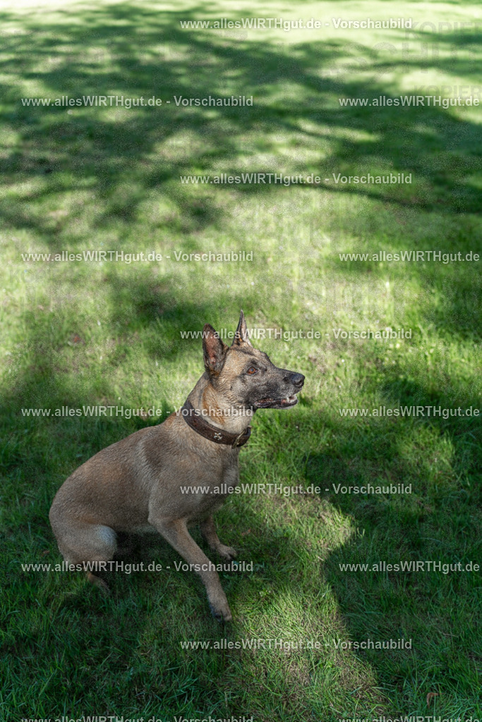 Hundeschwimmen_Volksbad_2026-allesWIRTHgut_Tierfotografie-2609061147-105727-7R509917 | Professionelle Tierfotografie in Mönchengladbach von Daniel Wirth (allesWIRTHgut). Liebevolle & natürliche Bilder von Hunden & Katzen für unvergessliche Erinnerungen.