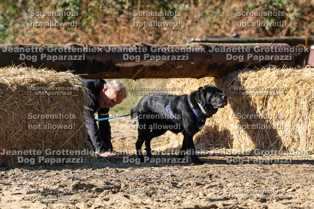 Dog Paparazzi - Strongdog 10-25-2418 | Dog Paparazzi Jeanette Grottendiek Fotografie & Videografie - Realisiert mit Pictrs.com