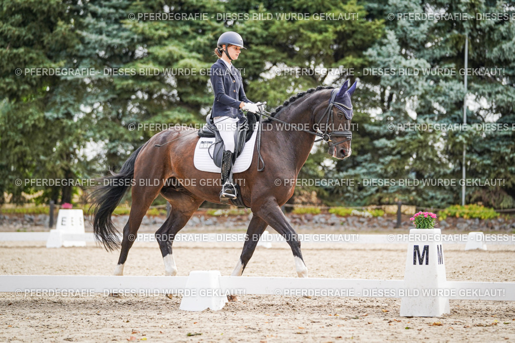 DSC01470 | Pferdegrafie